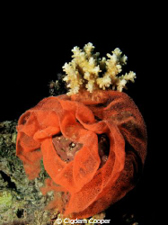 Spanish dancer eggs. by Cigdem Cooper 